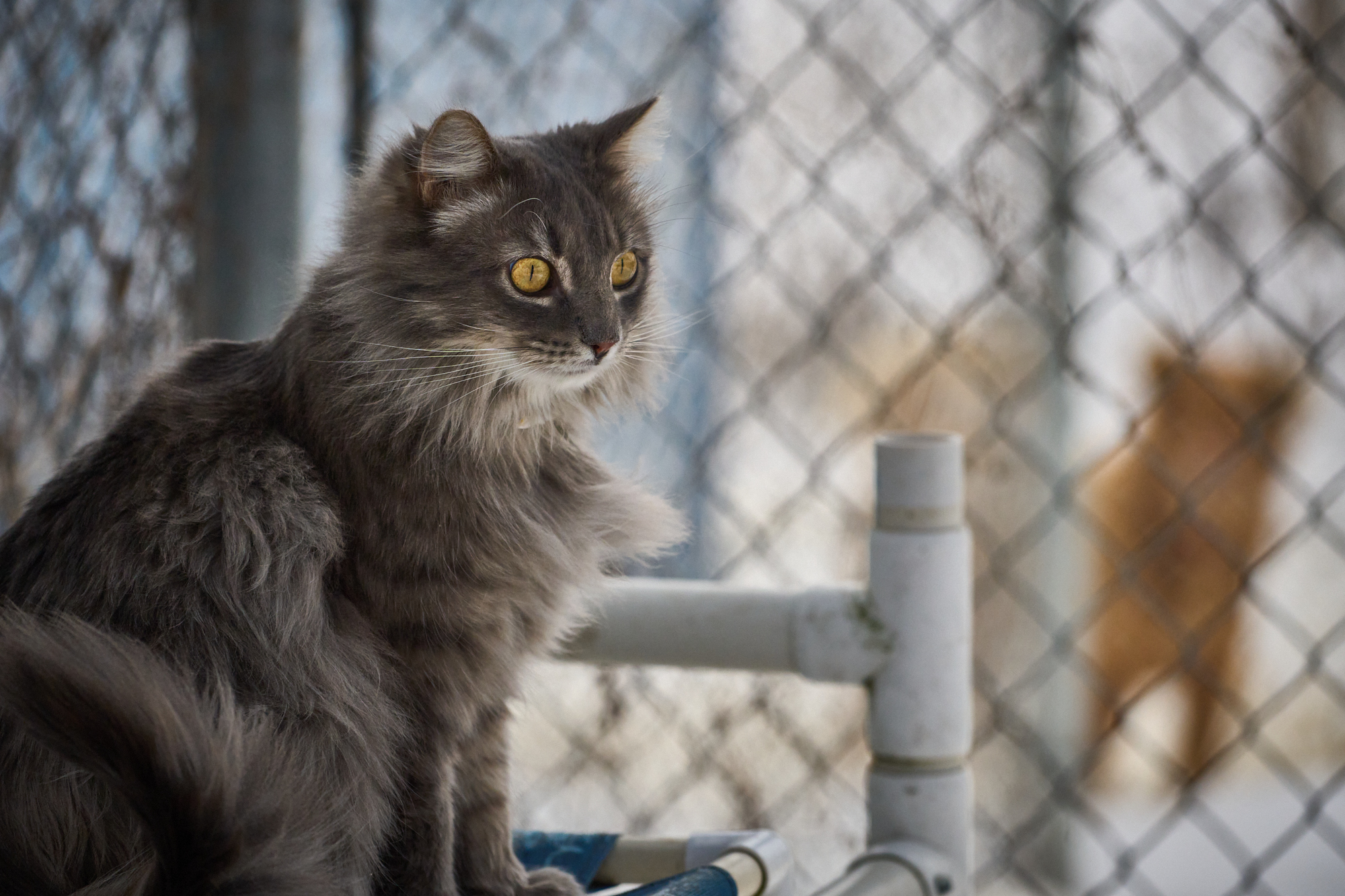 Rocket in outside cat run