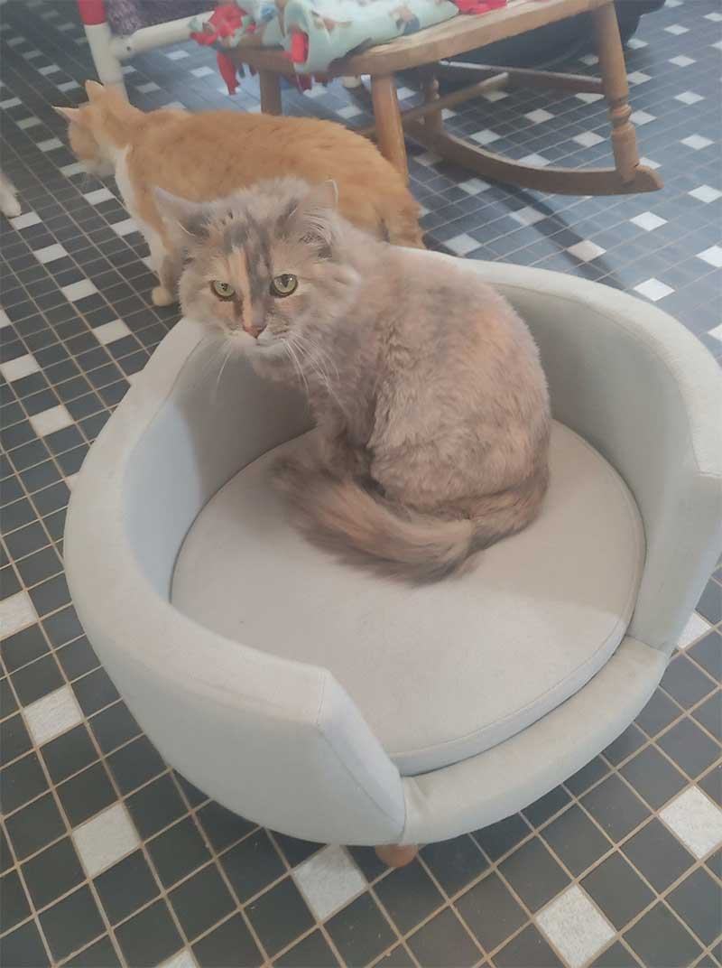 Breezy in her summer lion cut