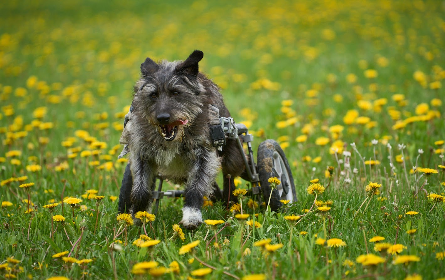 Above: Paraplegic Gus from Mexico's At Choo Foundation