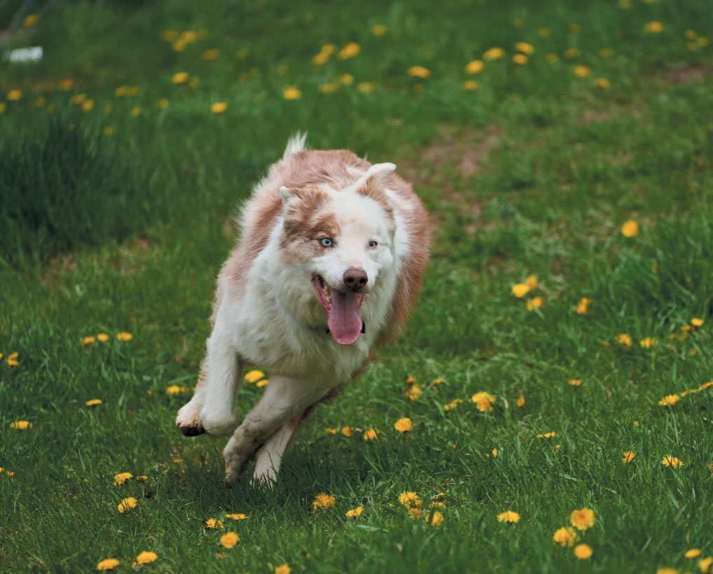 Henry, running with joy, at Home for Life®