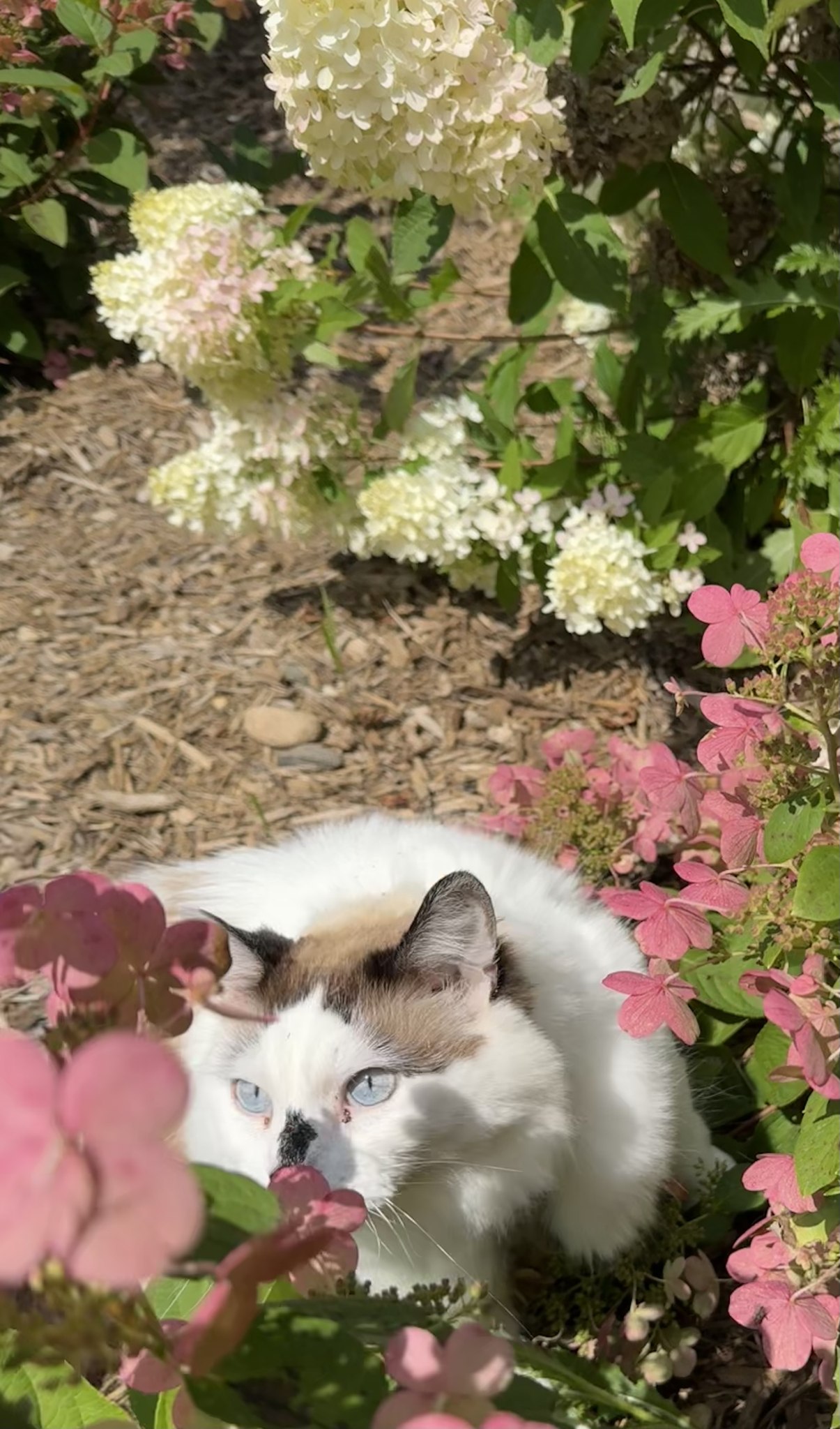 Chai smelling flowers