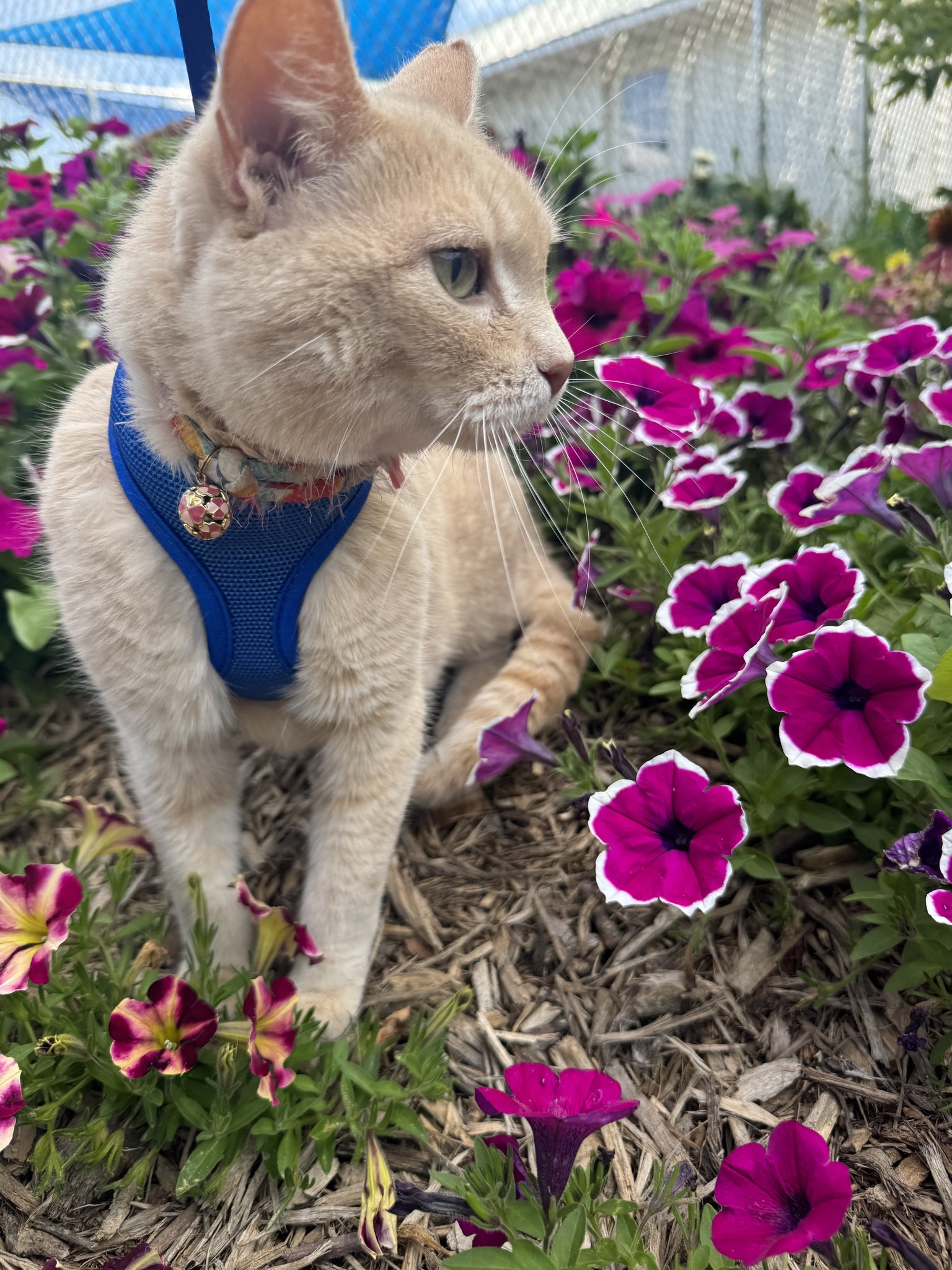 devyn in flowers