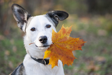 dog with leaf