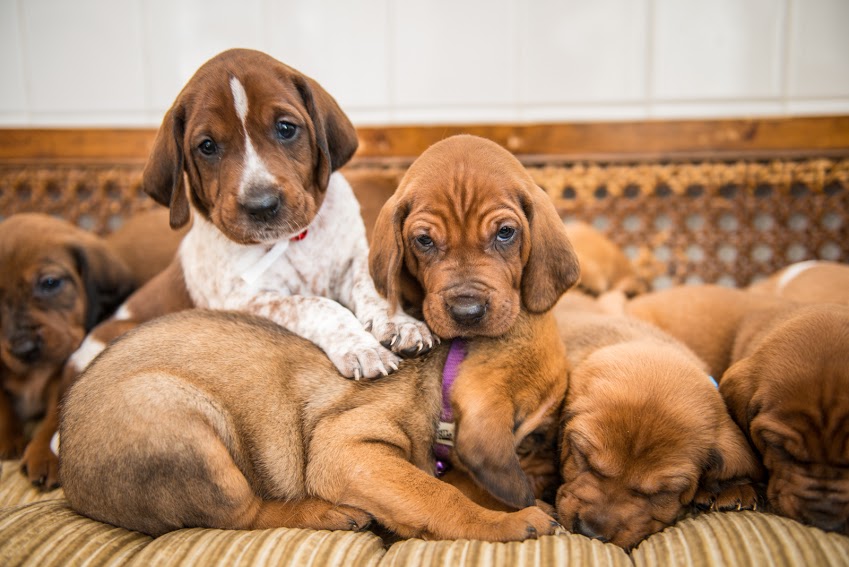 Dog abandoned in sub-zero temperatures gives birth to 10 puppies !