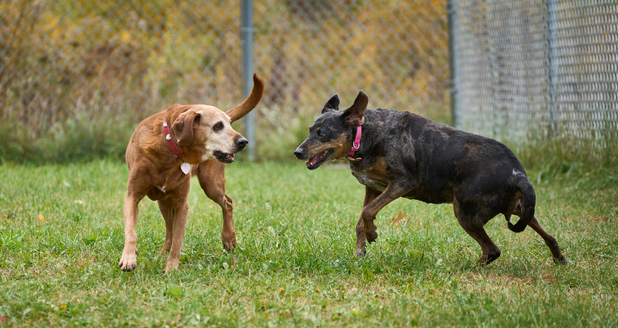 Celebrating Fall! Rory from Wisconsin and Rosa from Iran's @VafaAnimalShelter