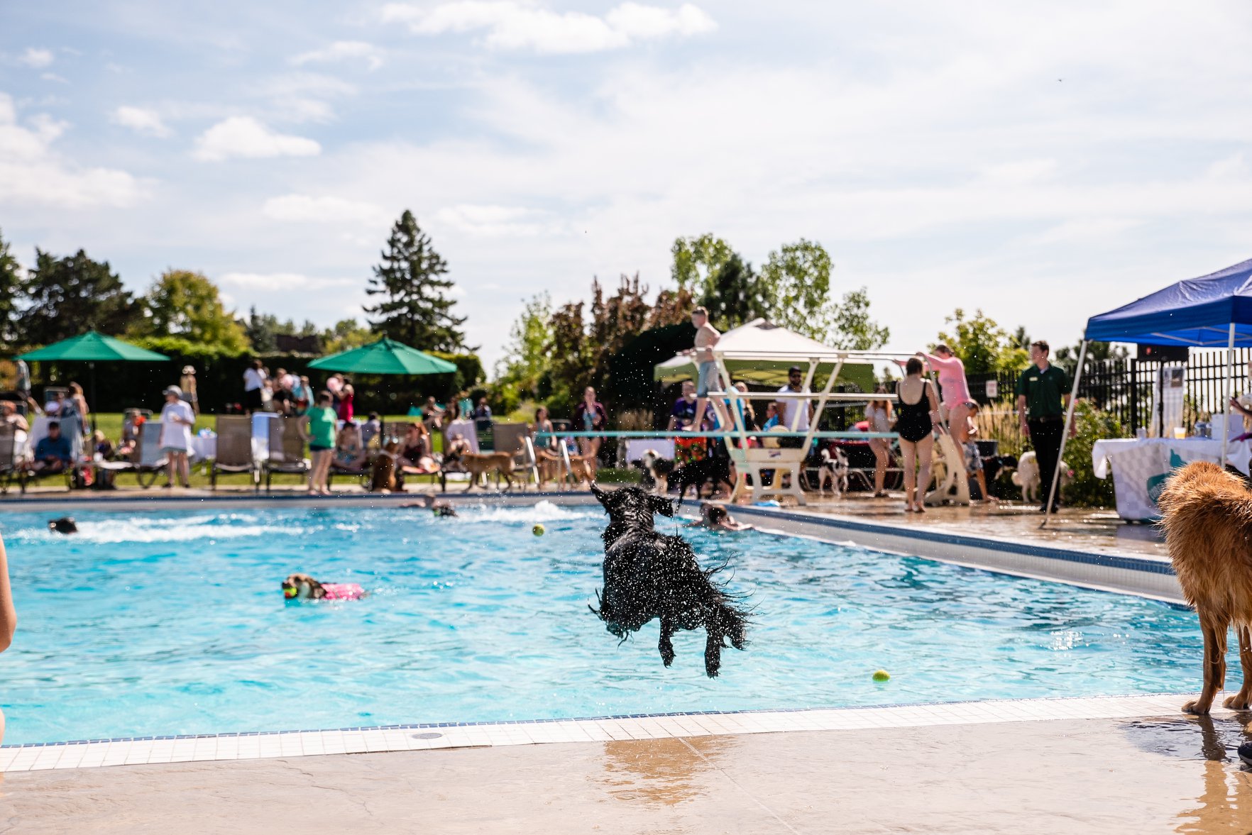 dog jumping into pool