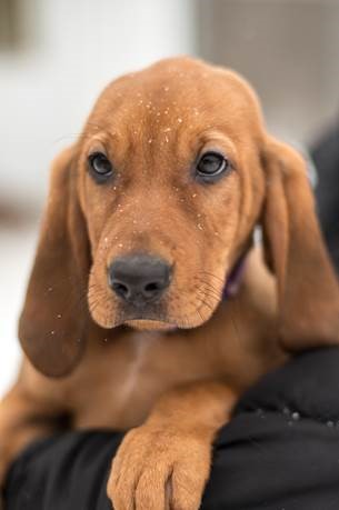 Puppy Kindergarten: Abandoned dog's puppies grow up and give back