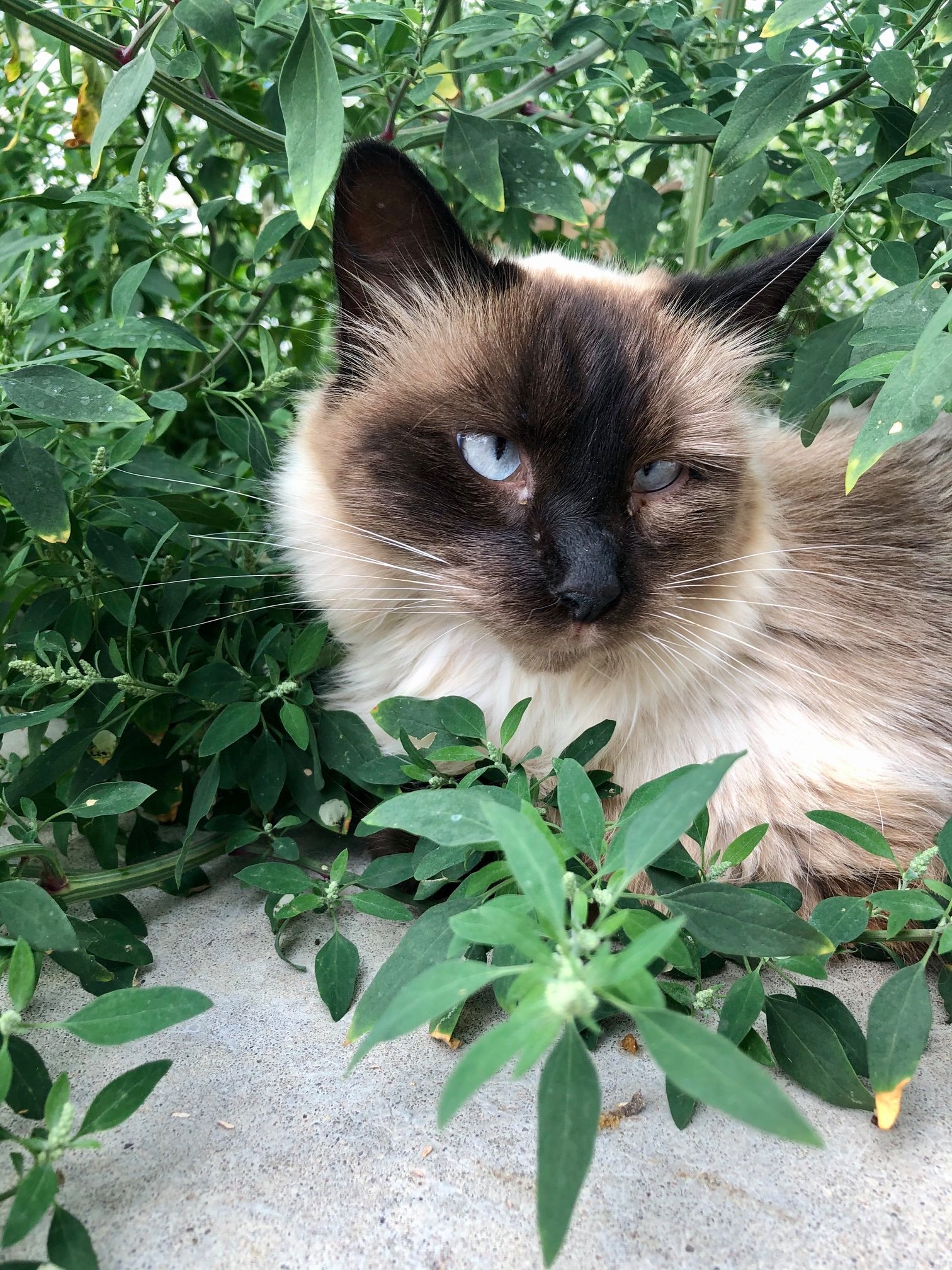 Siggy, fe leuk+, was abandoned at a horse farm located in one of the western suburbs of Minneapolis.