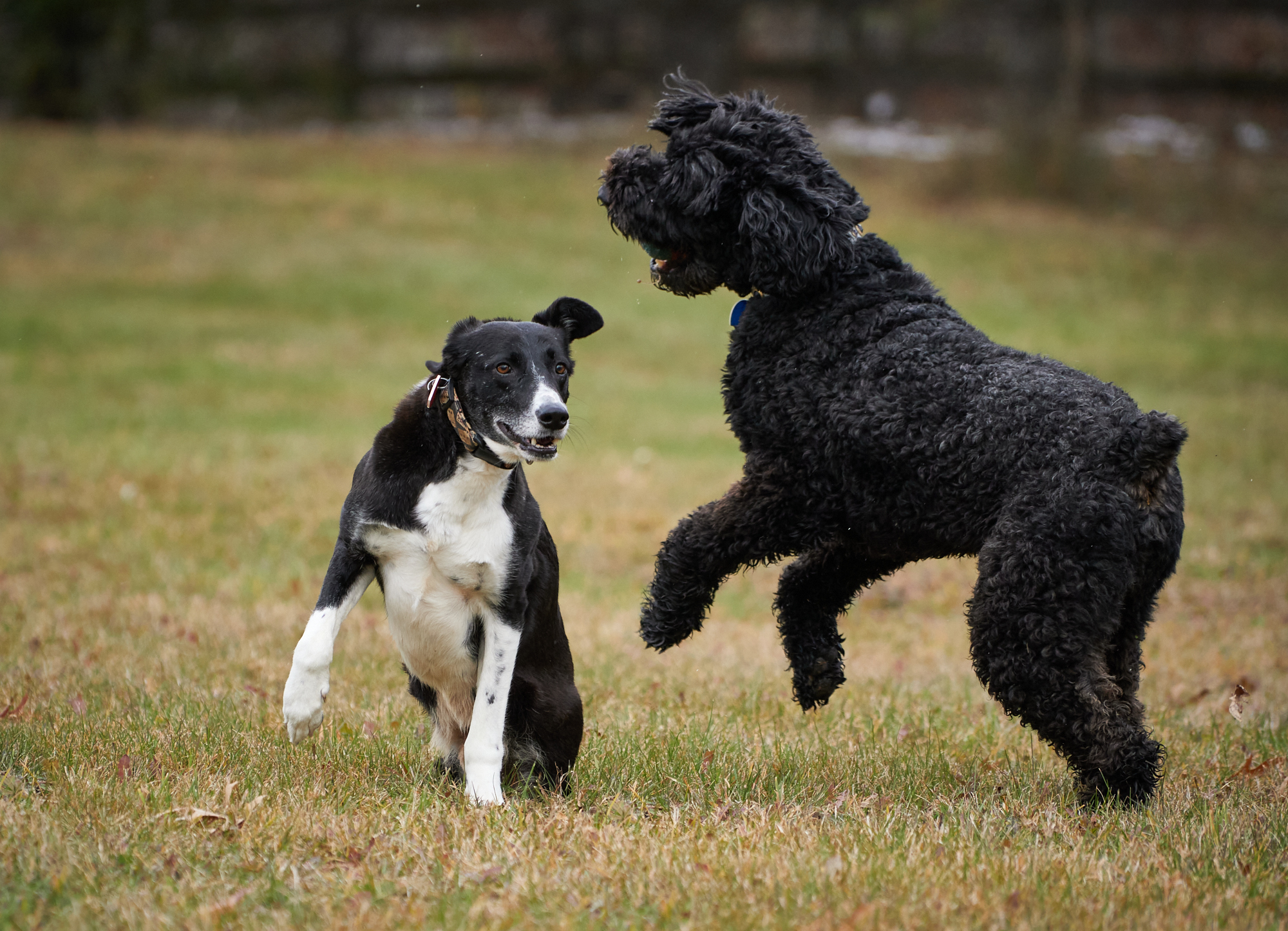 Ace and Tux