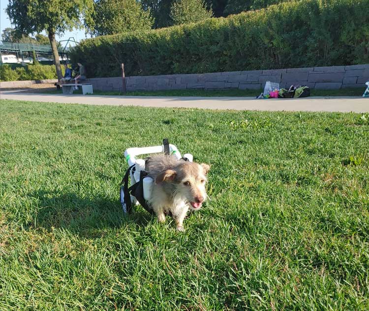 Above: Scooter on the go in his new cart made and donated by Shaine!