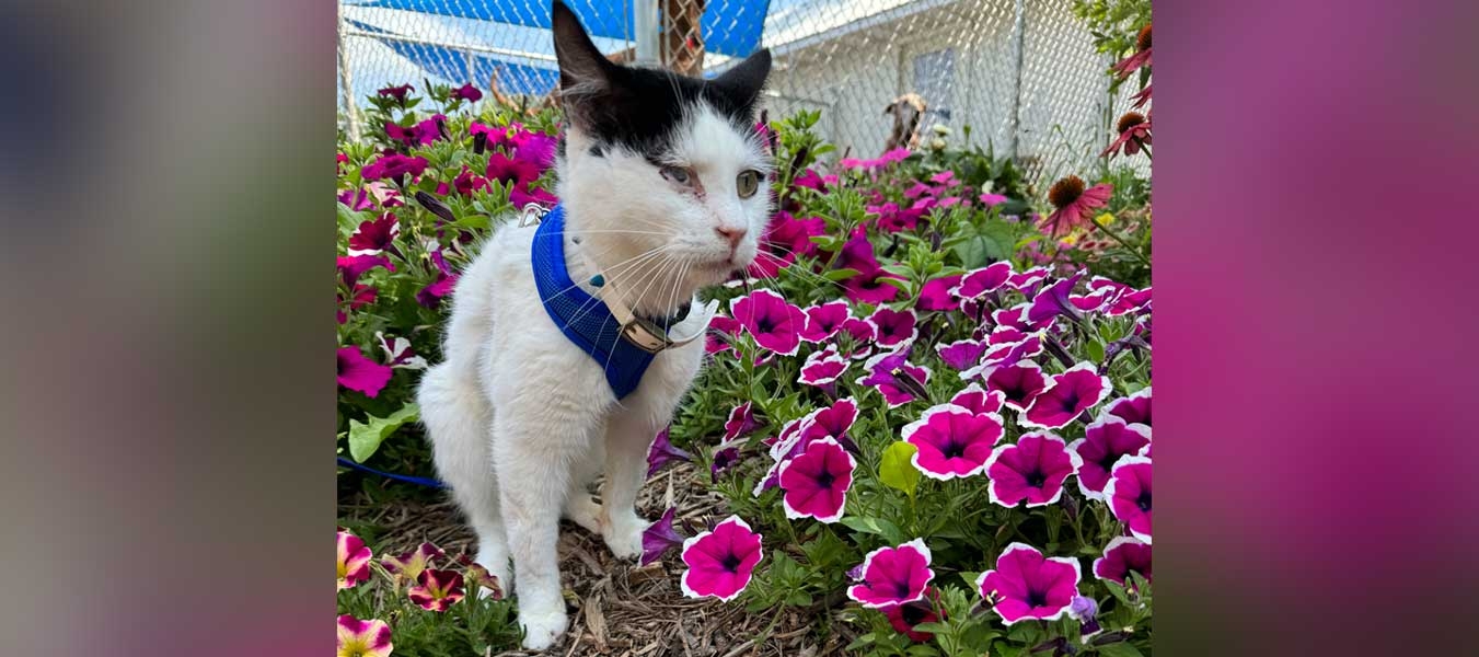 Buddy in the flowers