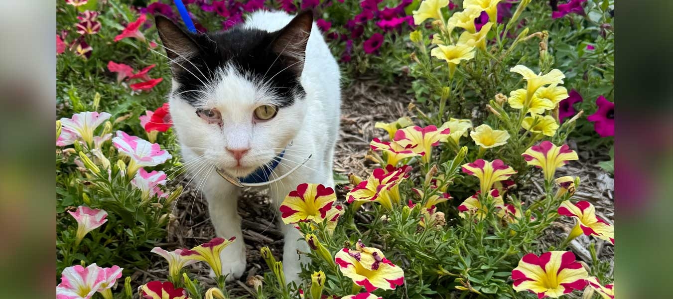 Charlie in the flowers