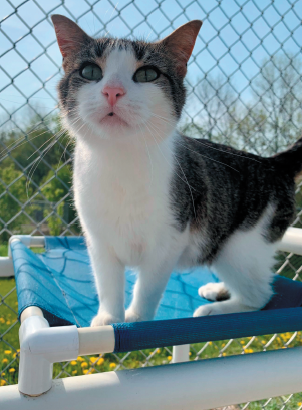 Trudy enjoys summer at Home for Life® in the outdoor cat run for our feline leukemia cats!