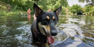 Noori swimming in the river