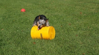 Outlaw with his bucket