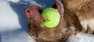 Ginger playing in the snow