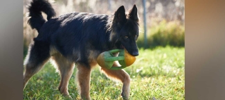 Bowser with ball