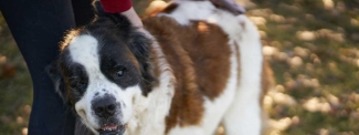 Gracie, blind, 3-legged St.Bernard