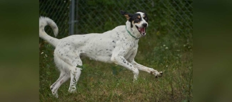 Side view of Lily running