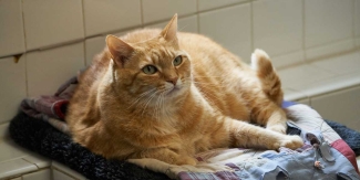 Minnie an orange tabby cat laying in window seat