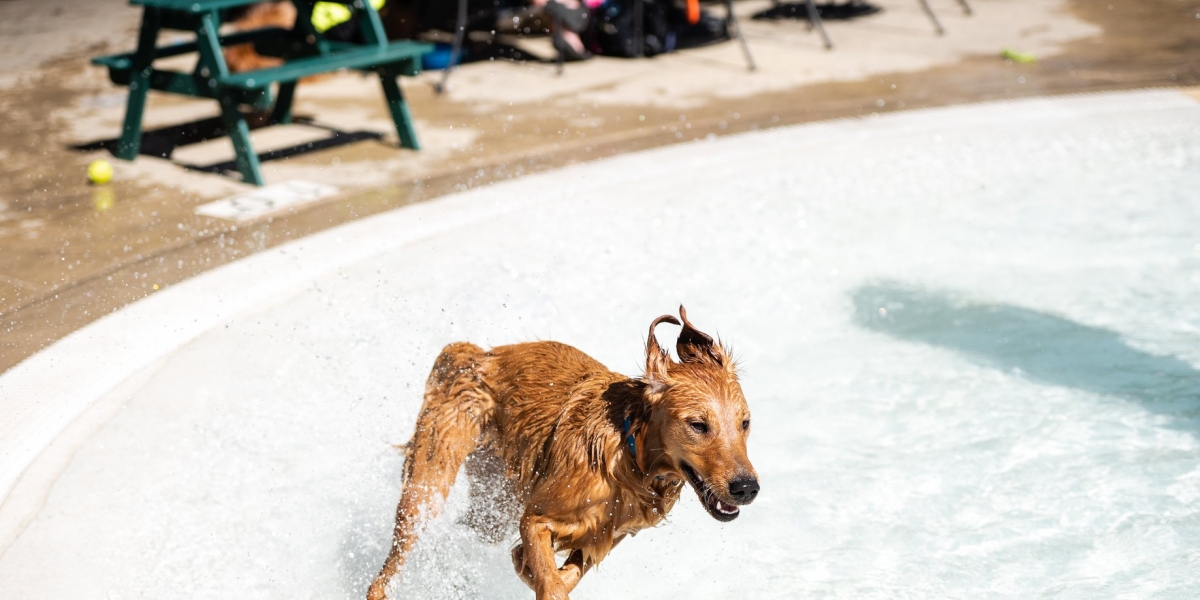 It means so much to us to create an event that brings so much happiness to dogs and their people!  