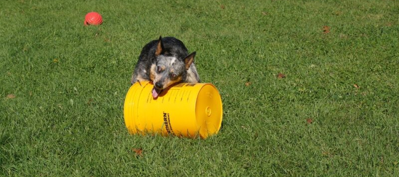 Outlaw with his bucket