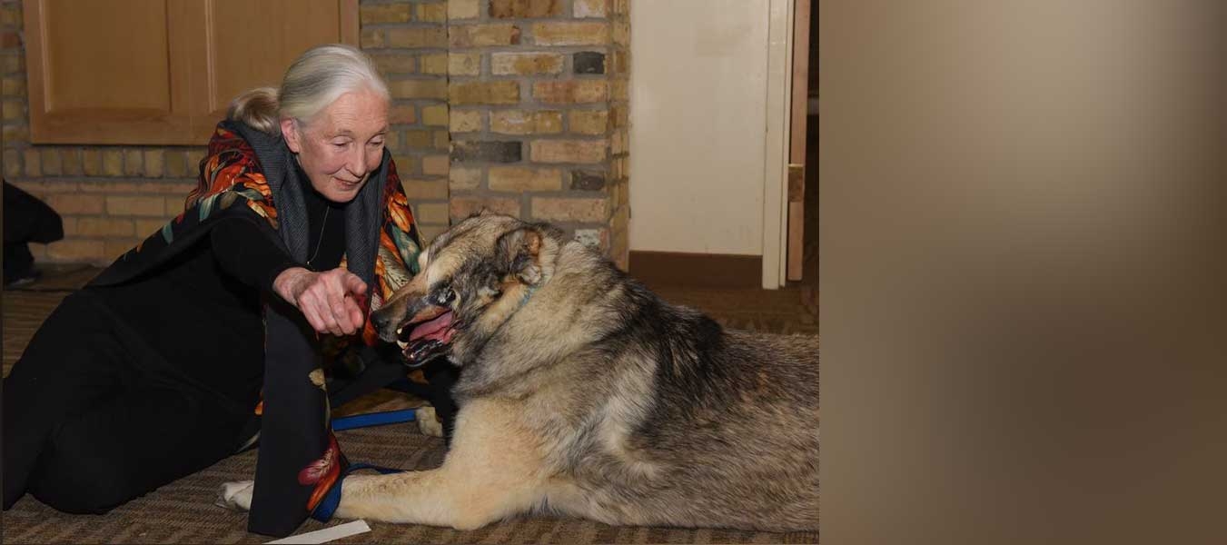 Dr Jane Goodall with Raha