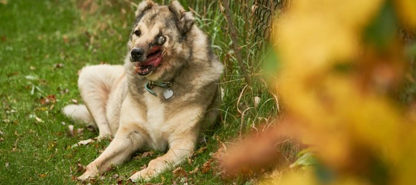 Raha laying in the grass