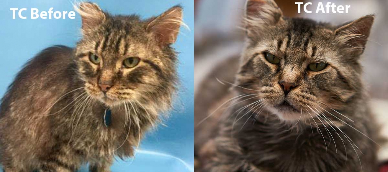 Cat TC before and after